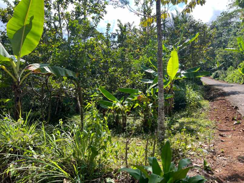 tanah kebun jambu 1000m 200jt ngargoyoso karanganyar