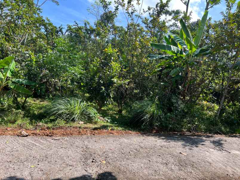 tanah kebun jambu 1000m 200jt ngargoyoso karanganyar