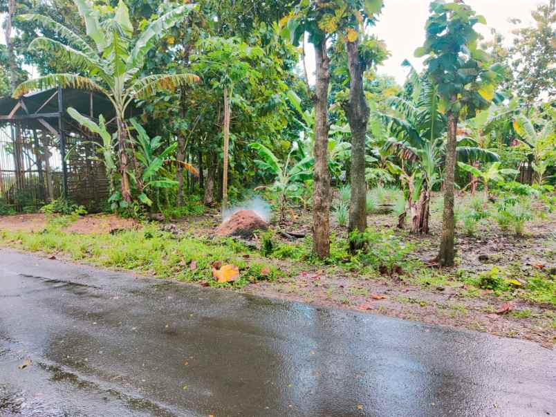 tanah kedawung sragen