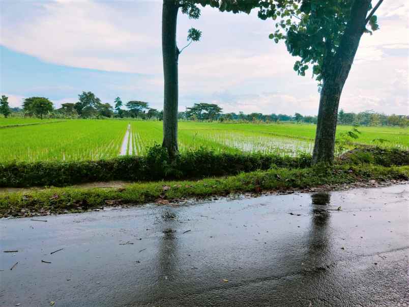 tanah kedawung sragen