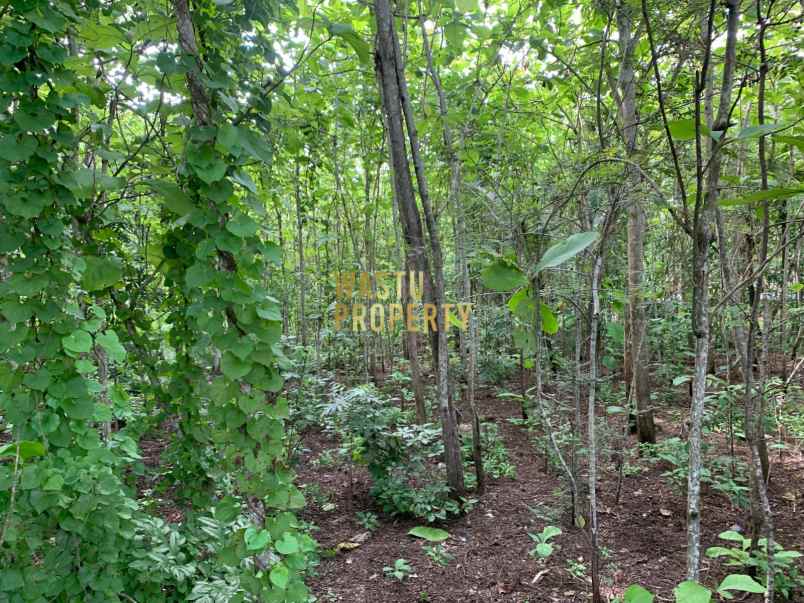 tanah luas murah hanya 5 menit dari puskesmas pajangan