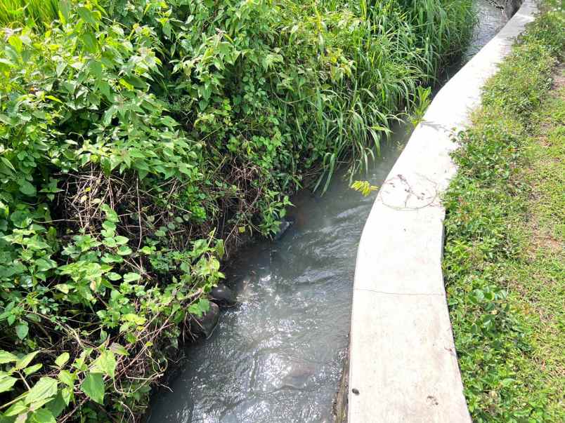 tanah murah 2150m hanya 225 jt sragen