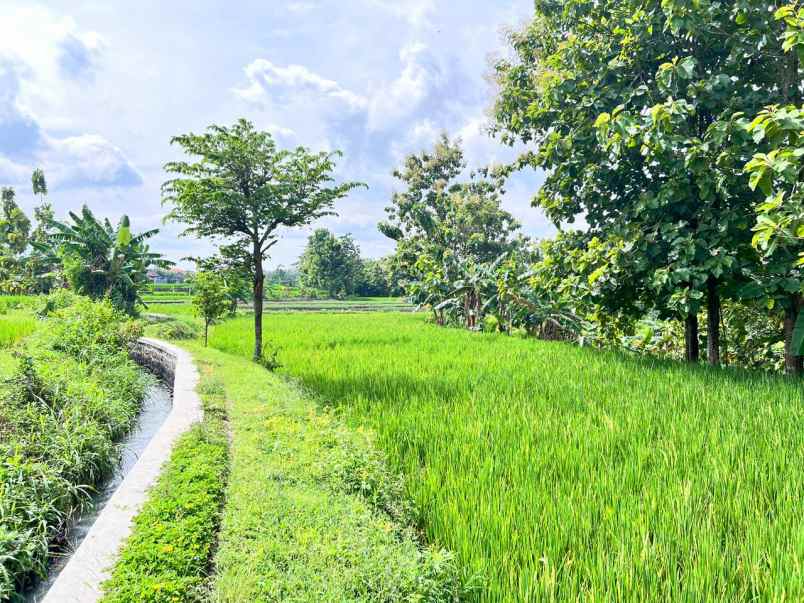 tanah murah 2150m hanya 225 jt sragen