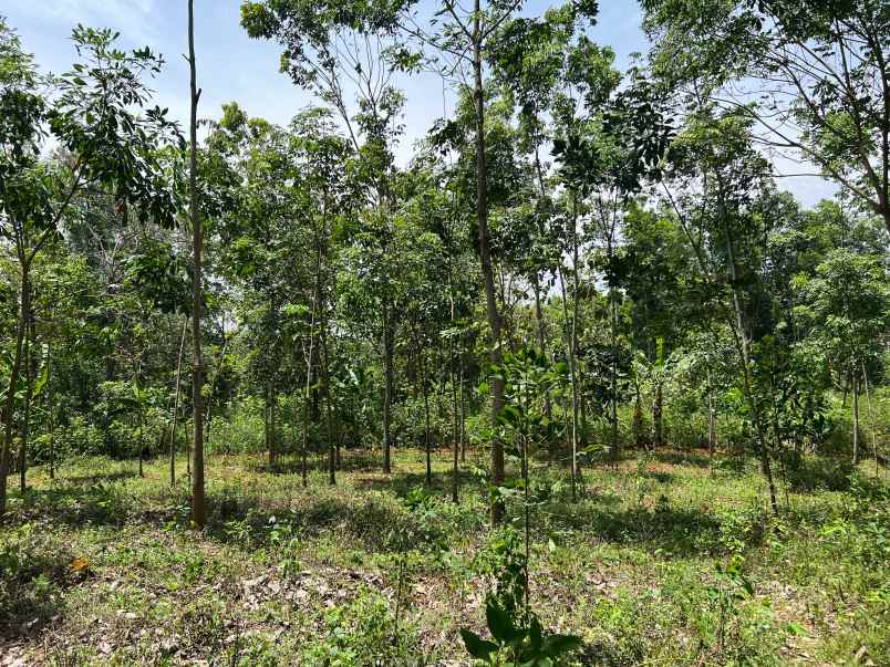 tanah murah 82rb m karanganyar