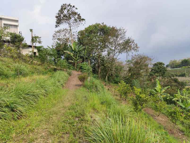 tanah murah untuk perkebunan di temas batu