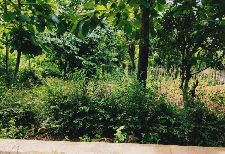 tanah selatan pasar mojogedang