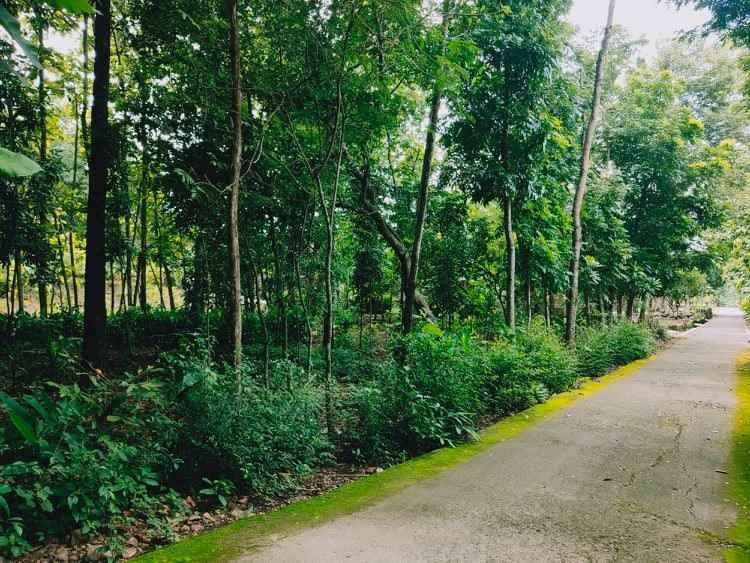 tanah selatan pasar mojogedang