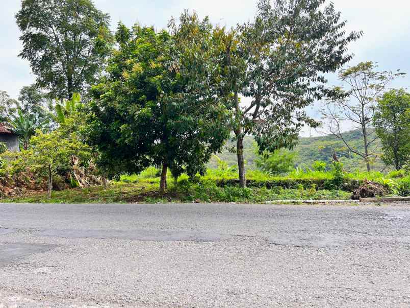 tanah view kebun teh jln raya kemuning