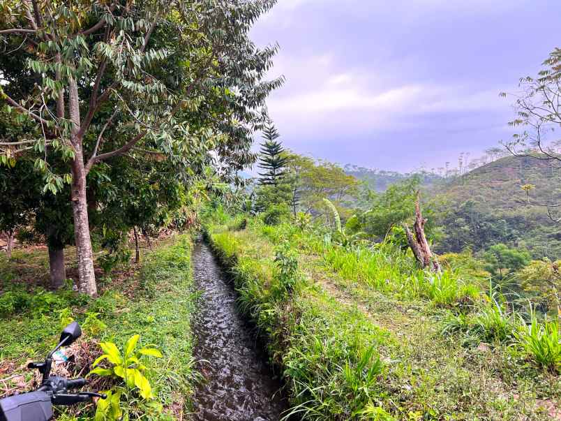 tanah view kebun teh jln raya kemuning