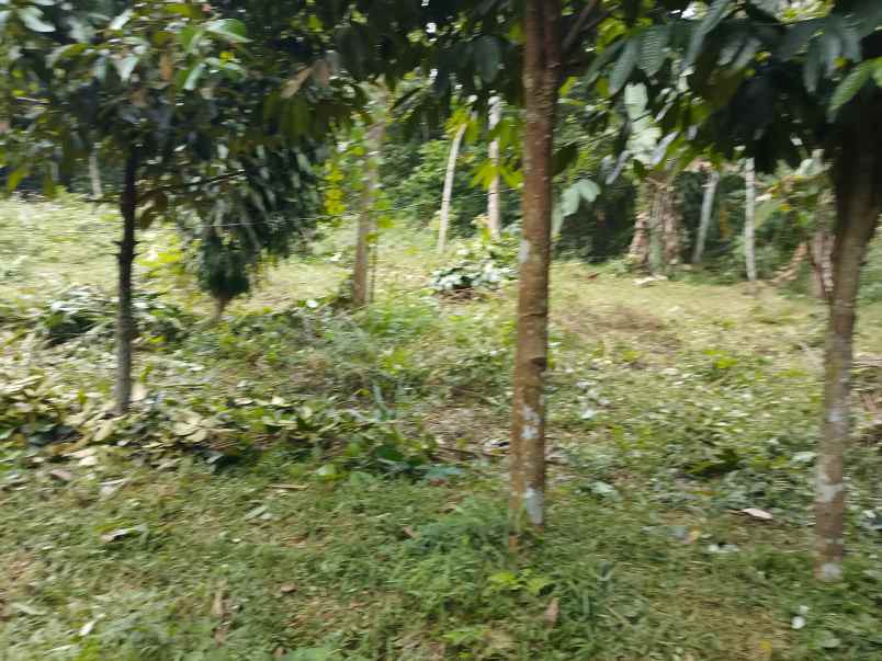 dijual cepat tanah murah