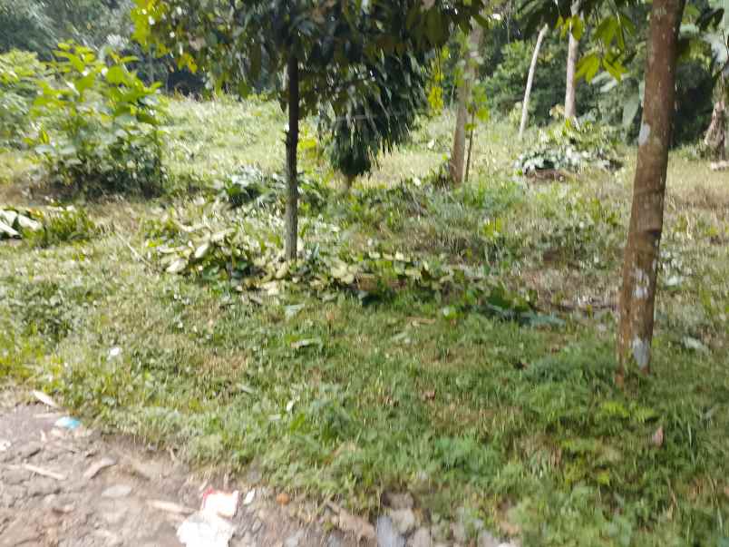 dijual cepat tanah murah