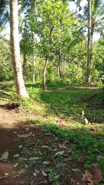 dijual tanah banjar dinas munduk desa