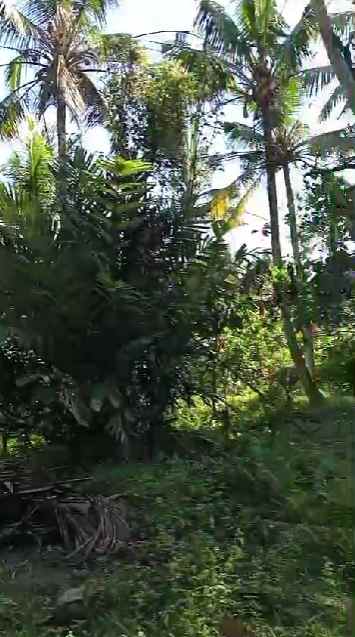dijual tanah banjar dinas munduk desa