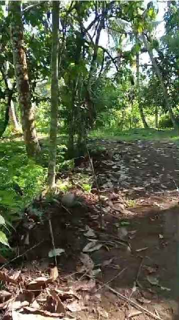 dijual tanah banjar dinas munduk desa