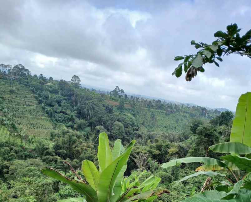 dijual tanah desa antapan kec baturiti