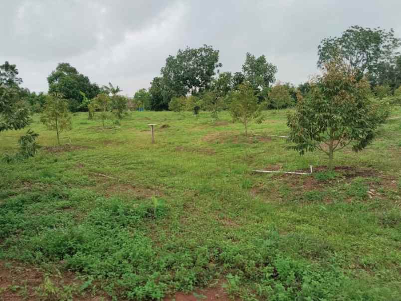 dijual tanah desa cijunti campaka