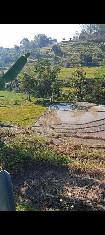 dijual tanah dijual tanah di dusun