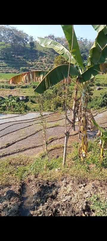 dijual tanah dijual tanah di dusun