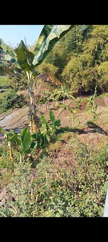 dijual tanah dijual tanah di dusun