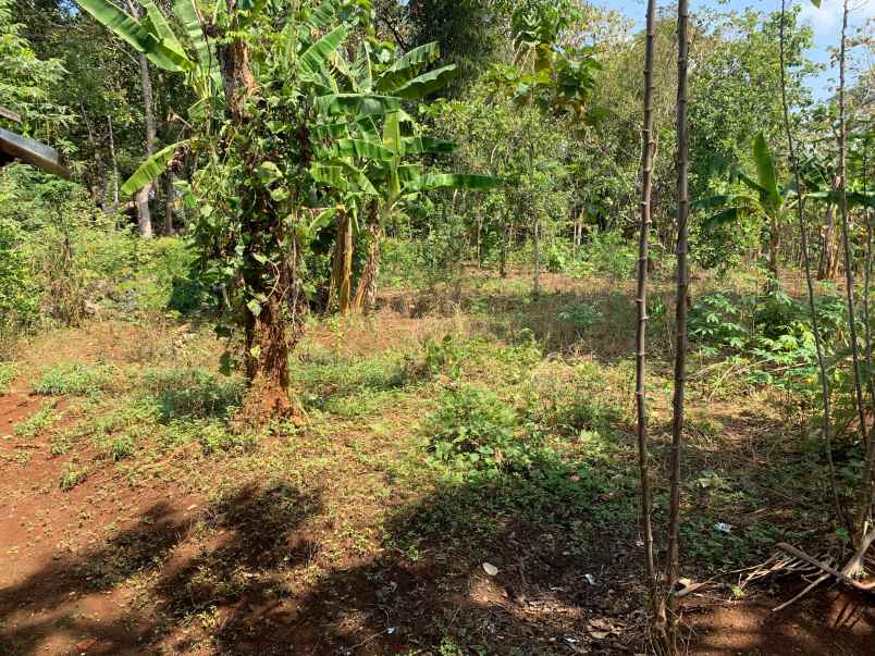 dijual tanah dijual tanah di dusun