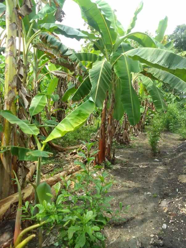 dijual tanah dijual tanah di pondok