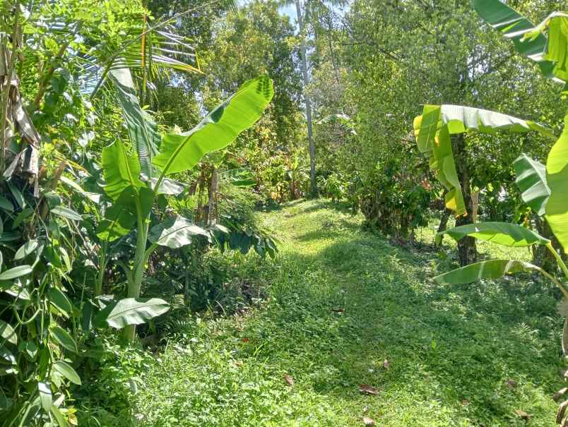 dijual tanah ds lumbung kec selemadeg