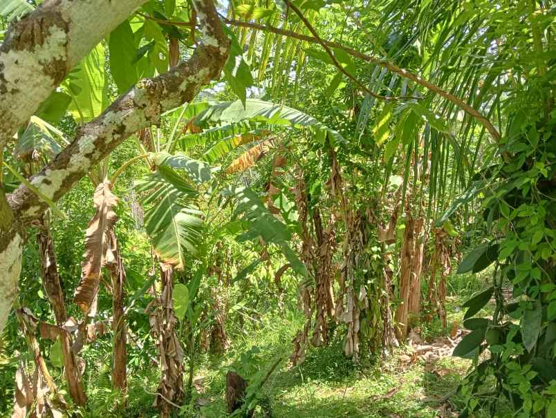 dijual tanah ds lumbung kec selemadeg