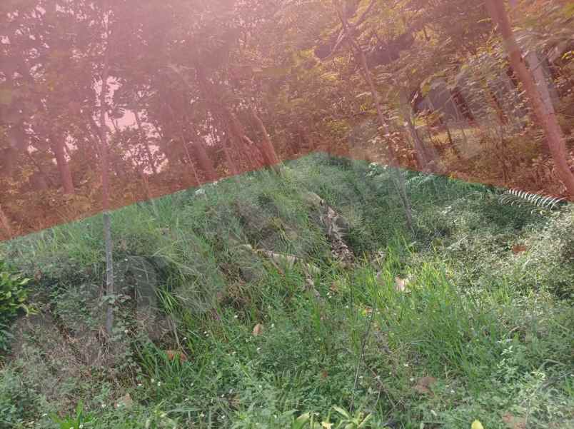 dijual tanah dusun cibogo 3