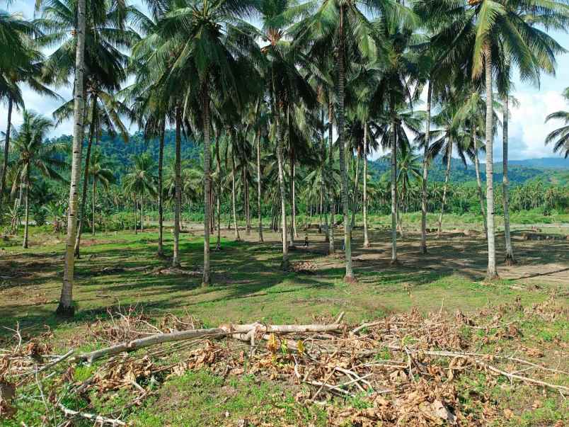 dijual tanah jl raya pindol desa