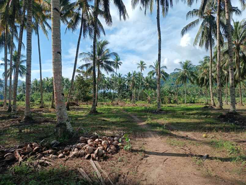 dijual tanah jl raya pindol desa