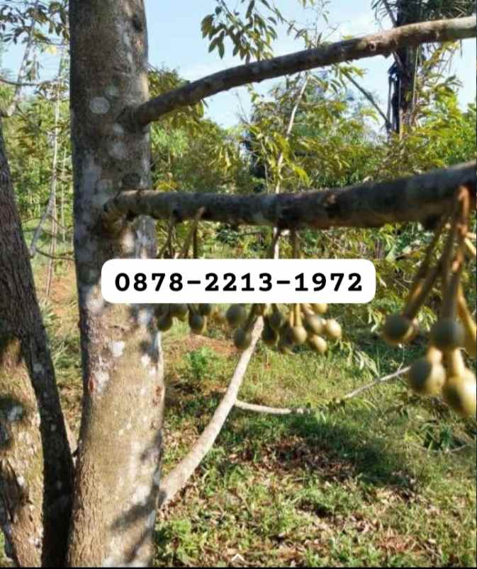 dijual tanah jonggol bogor timur