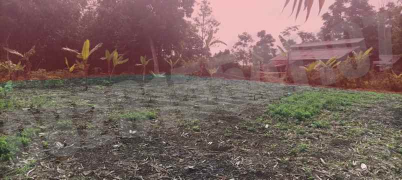 dijual tanah kampung tanggul