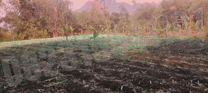 dijual tanah kampung tanggul