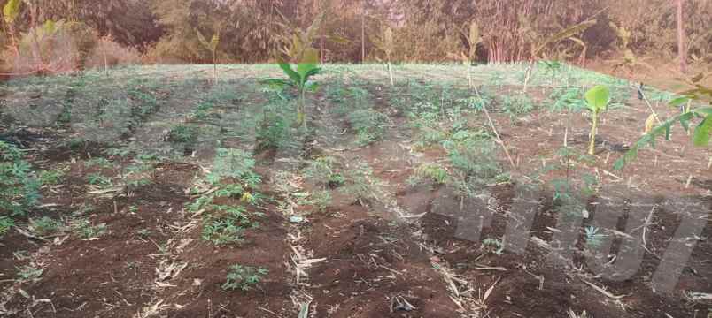 dijual tanah kampung tanggul