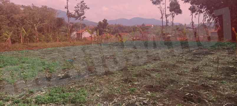 dijual tanah kampung tanggul