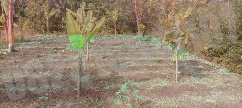 dijual tanah kampung tanggul dusun