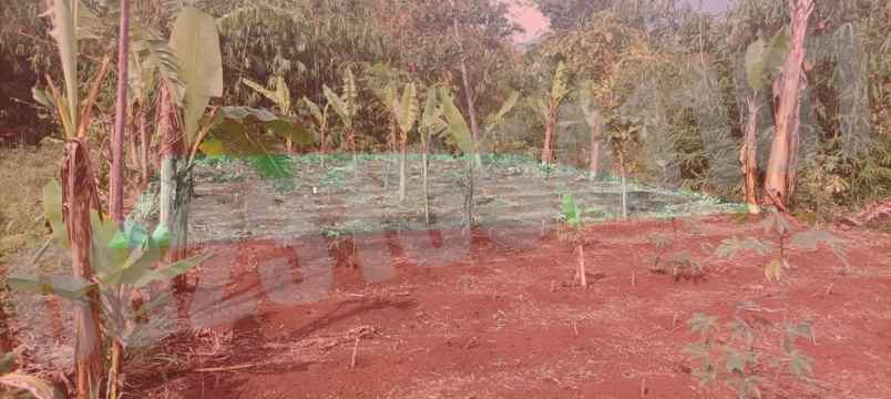 dijual tanah kampung tanggul dusun