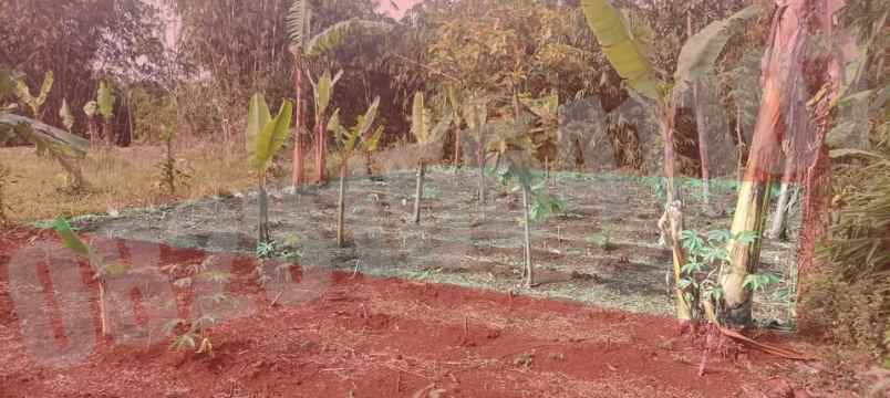dijual tanah kampung tanggul dusun
