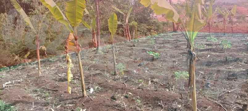 dijual tanah kampung tanggul dusun