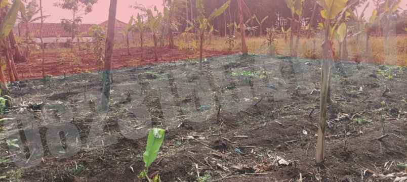 dijual tanah kampung tanggul dusun