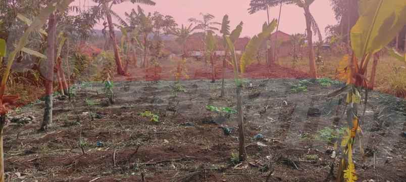 dijual tanah kampung tanggul dusun