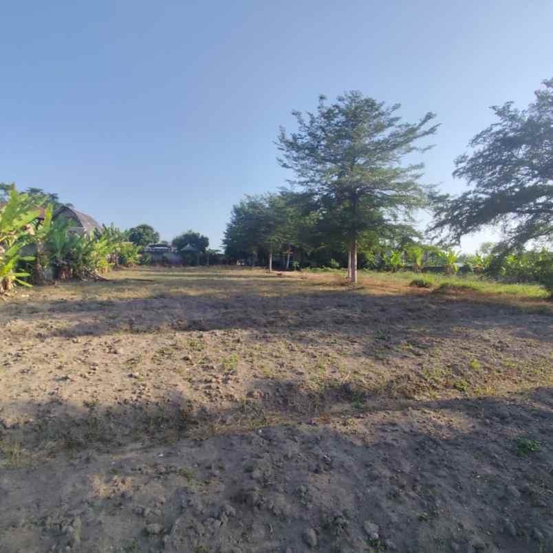 dijual tanah karang bendo rogojampi