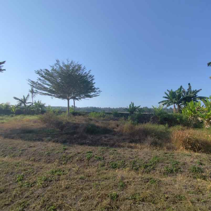 dijual tanah karang bendo rogojampi