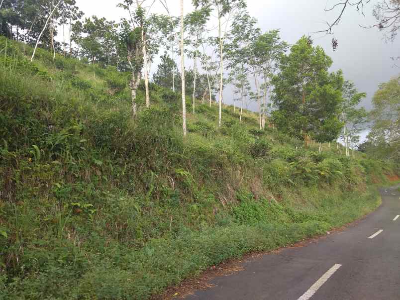 dijual tanah kebun murah dan strategis