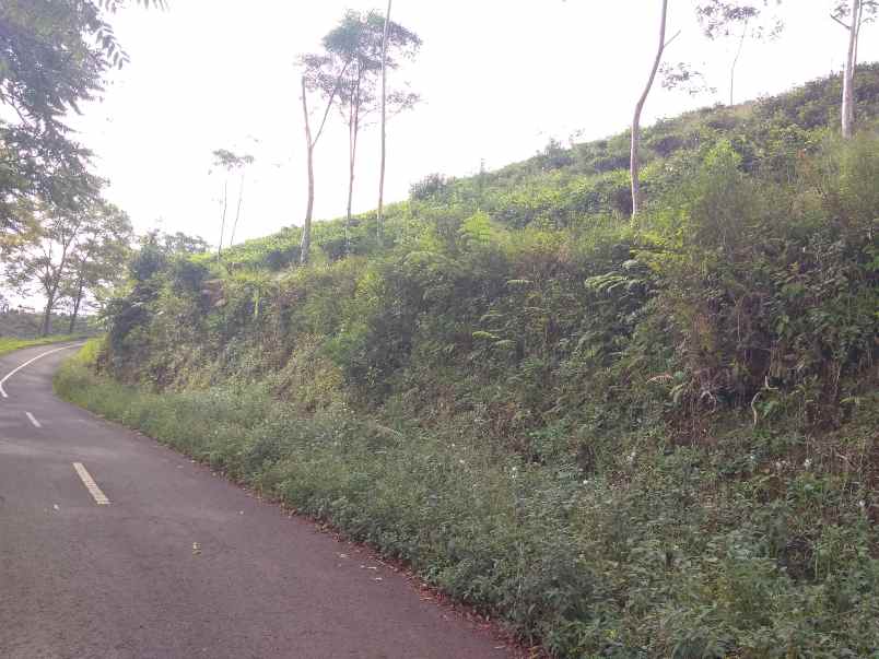 dijual tanah kebun murah dan strategis