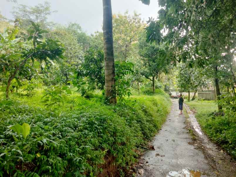 dijual tanah kebun strategis buat invest