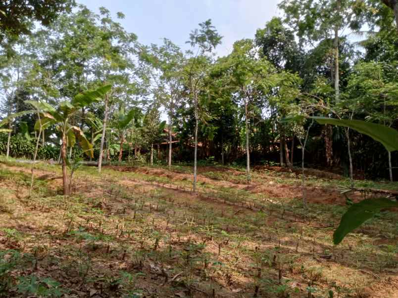 dijual tanah murah jonggol