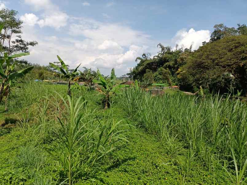 dijual tanah ngargoyoso