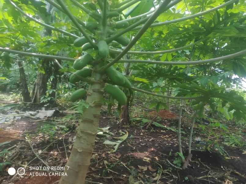dijual tanah randukurung hilir desa