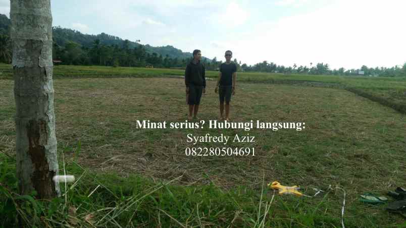 dijual tanah sawah luas lokasi strategis sumbar